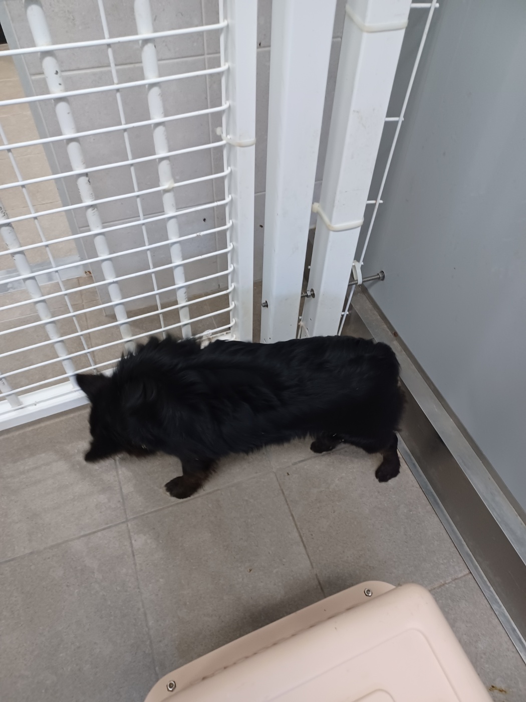 종료(반환) 믹스견…